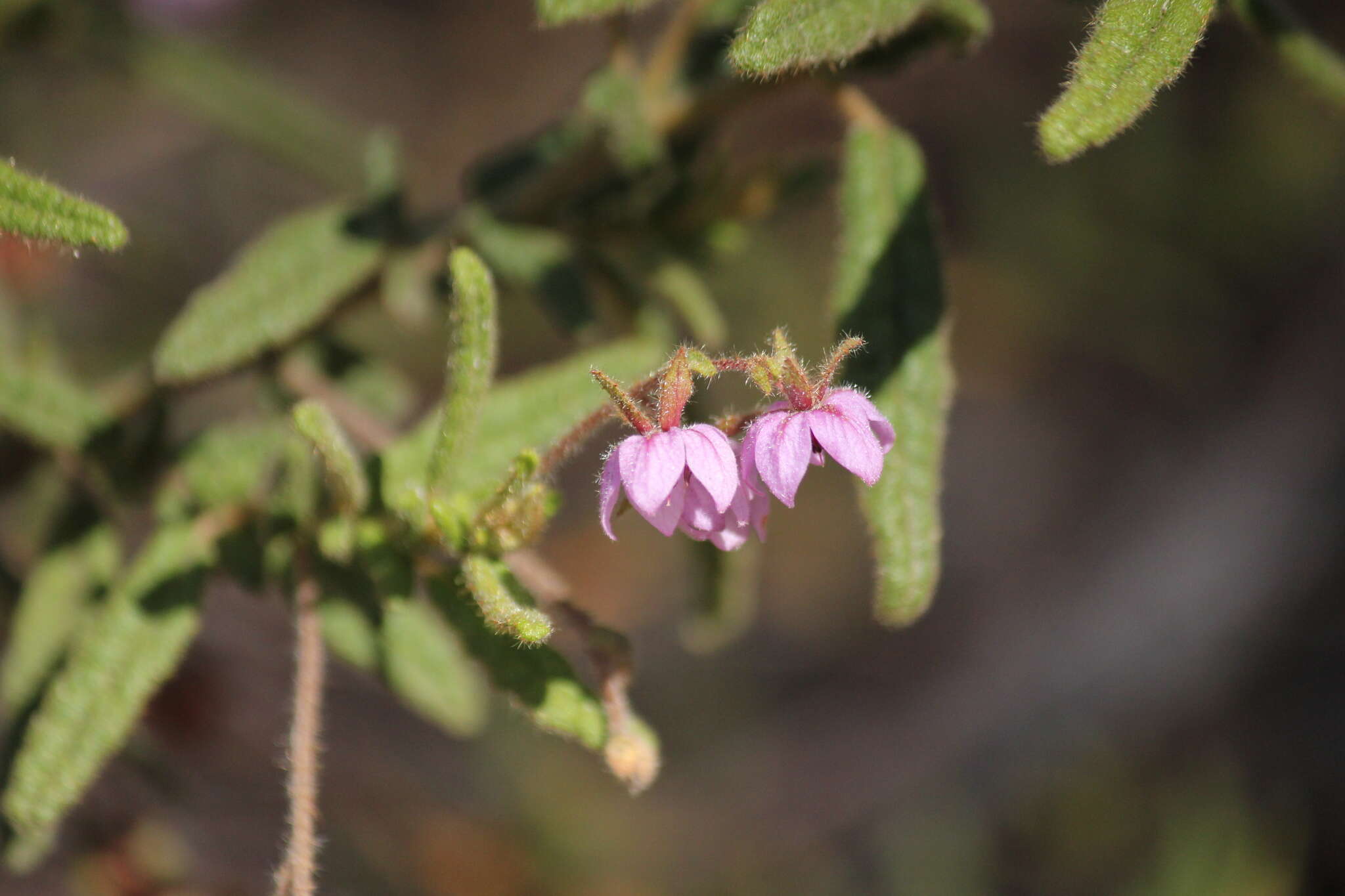 Image of Thomasia petalocalyx F. Müll.