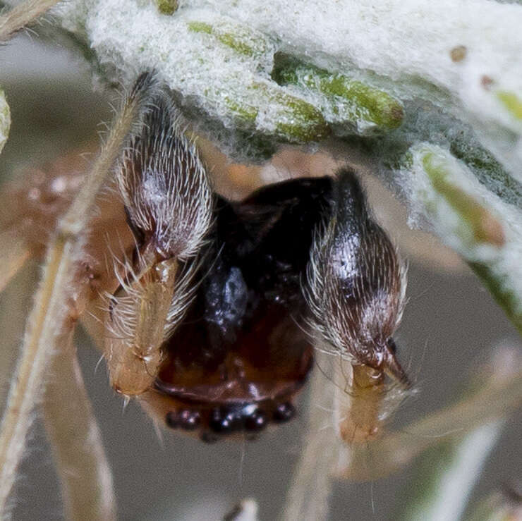 Слика од Cheiracanthium virescens (Sundevall 1833)