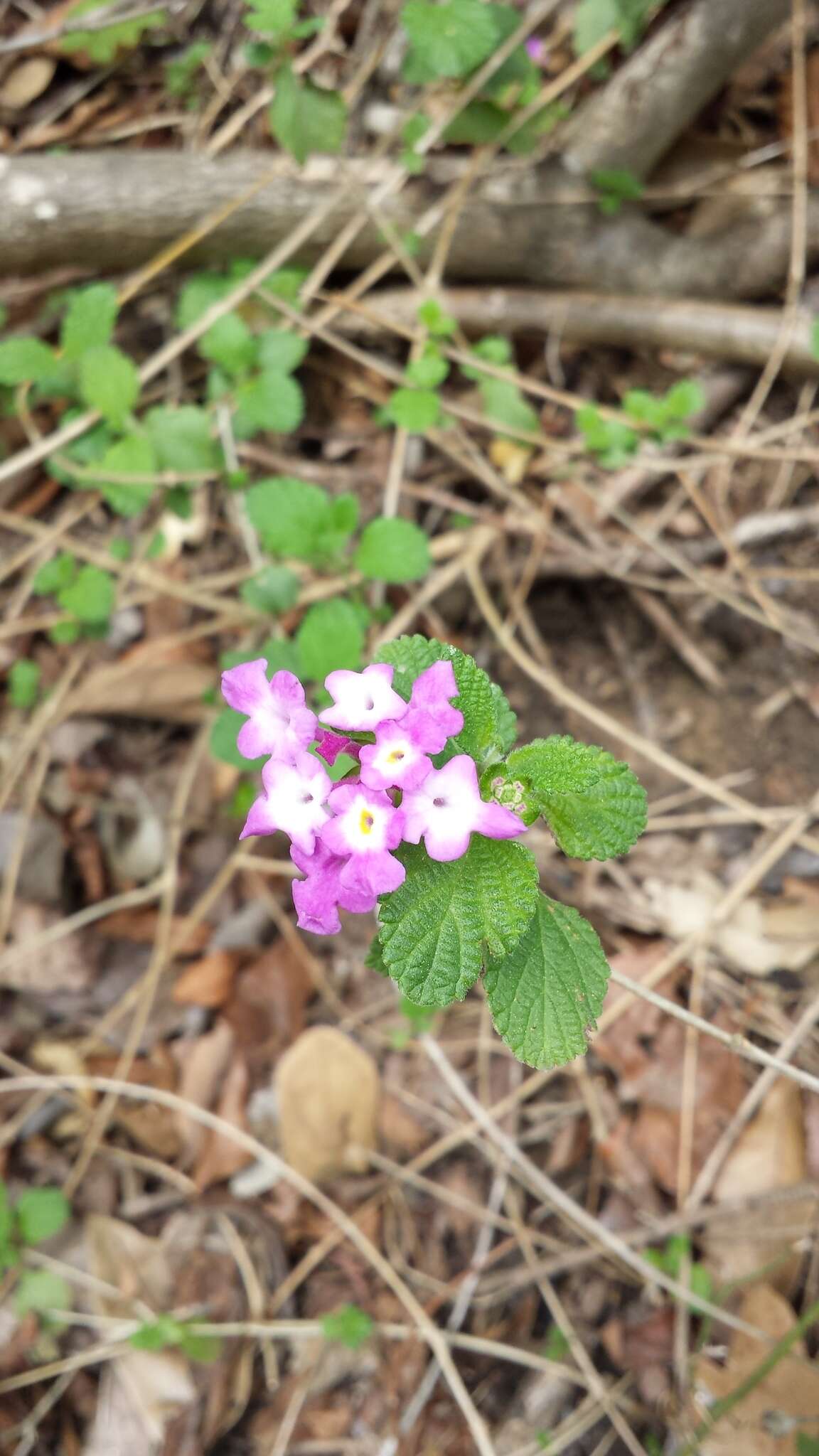 Image of trailing shrubverbena