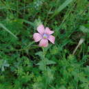 Imagem de Linum pubescens subsp. sibthorpianum (Margot & Reuter) P. H. Davis