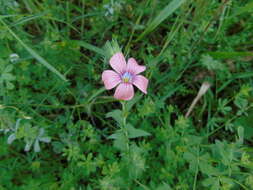 Image of Linum pubescens subsp. sibthorpianum (Margot & Reuter) P. H. Davis