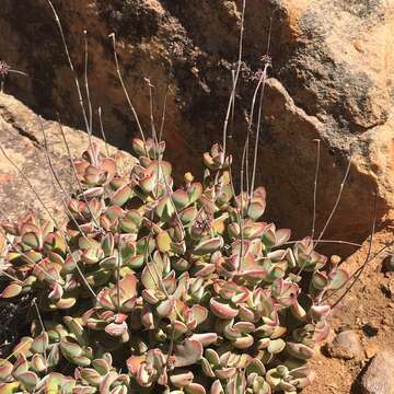 Image of Crassula atropurpurea var. anomala (Schönl. & Bak. fil.) Tölken