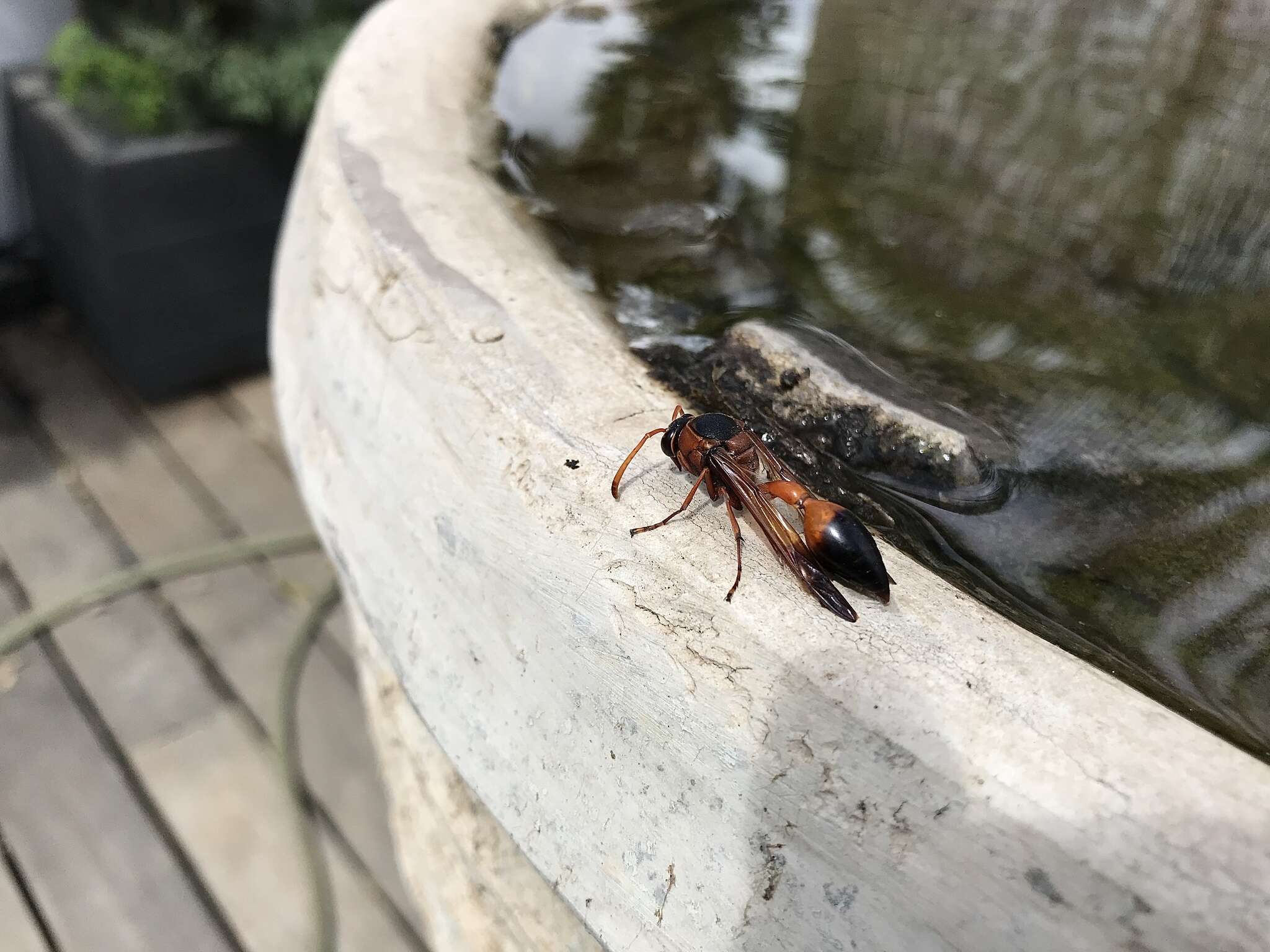 Image of Caterpillar hunting wasp