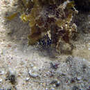 Image of Glittering pipefish
