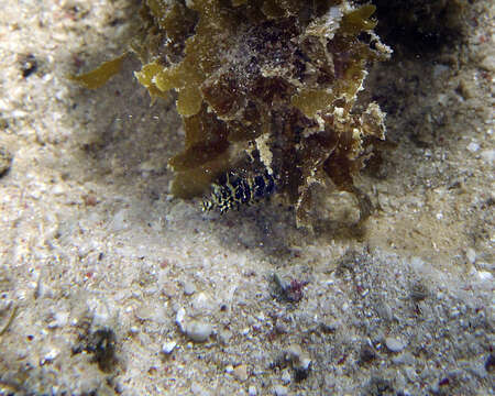 Image of Glittering pipefish