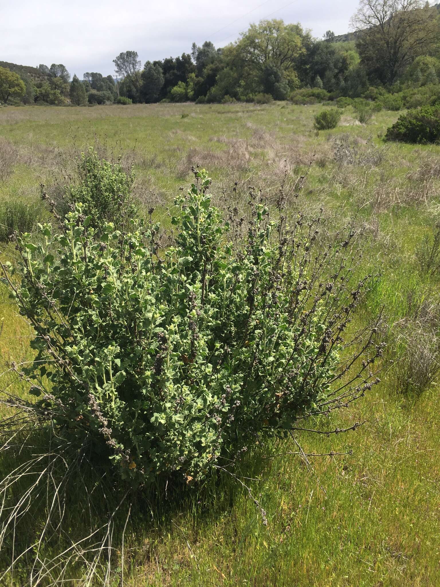 Image of Indian Valley bushmallow