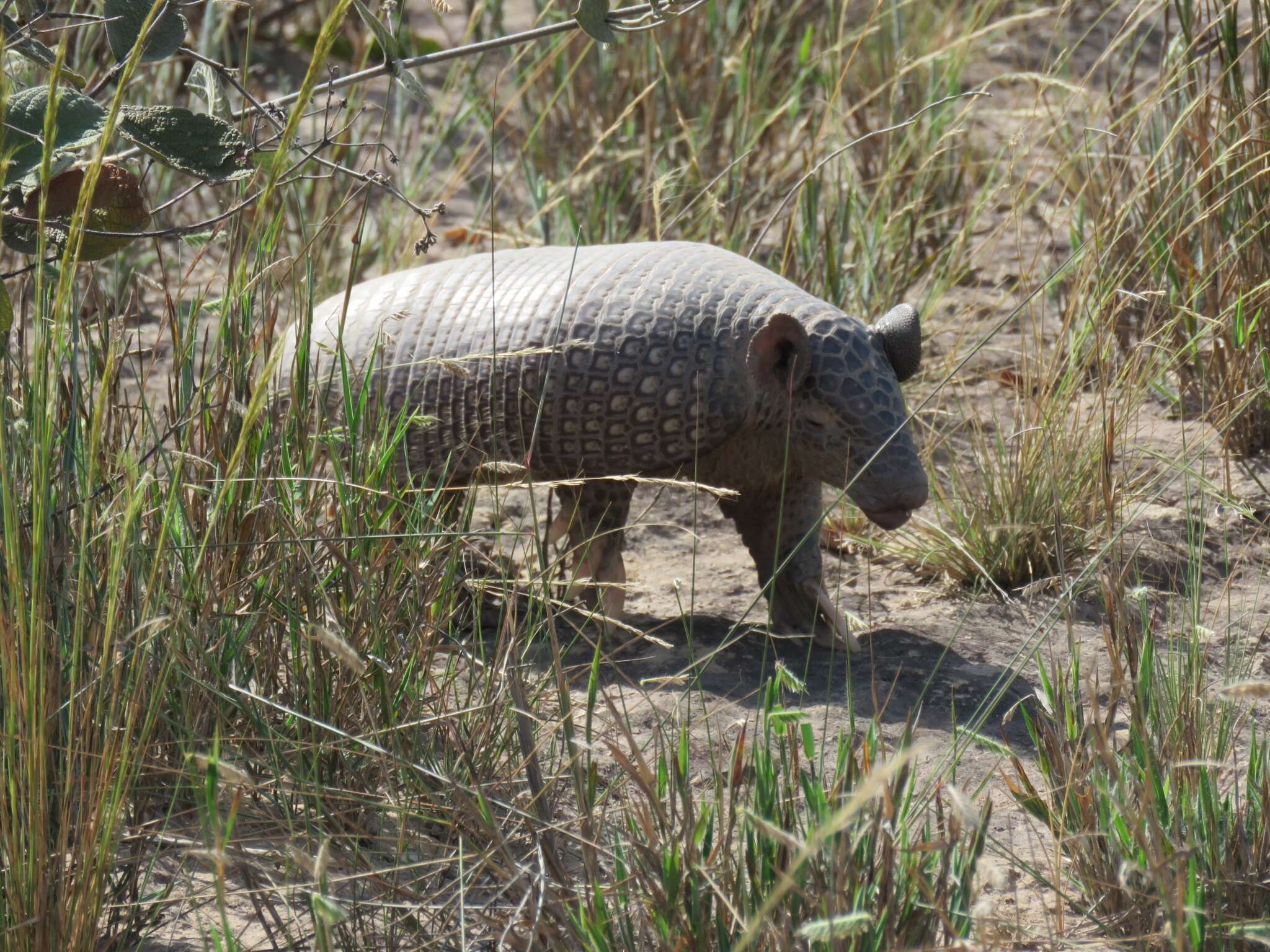 Image of naked-tailed armadillos