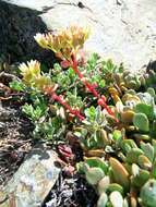 Sivun Sedum oregonense (S. Wats.) M. E. Peck kuva