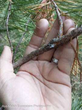 Image of White-pine blister rust