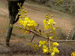 Image of <i>Coulteria platyloba</i>