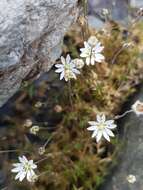 Imagem de Stellaria gracilenta Hook. fil.