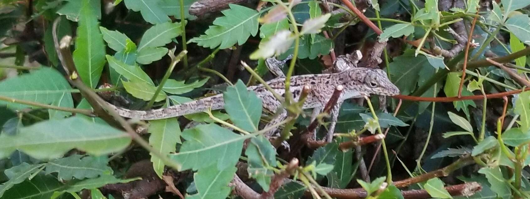 Anolis bonairensis Ruthven 1923 resmi