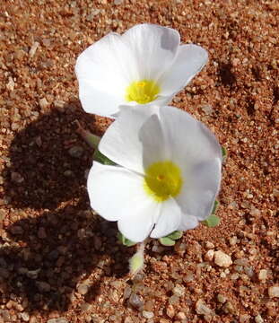 Image of Oxalis annae F. Bolus