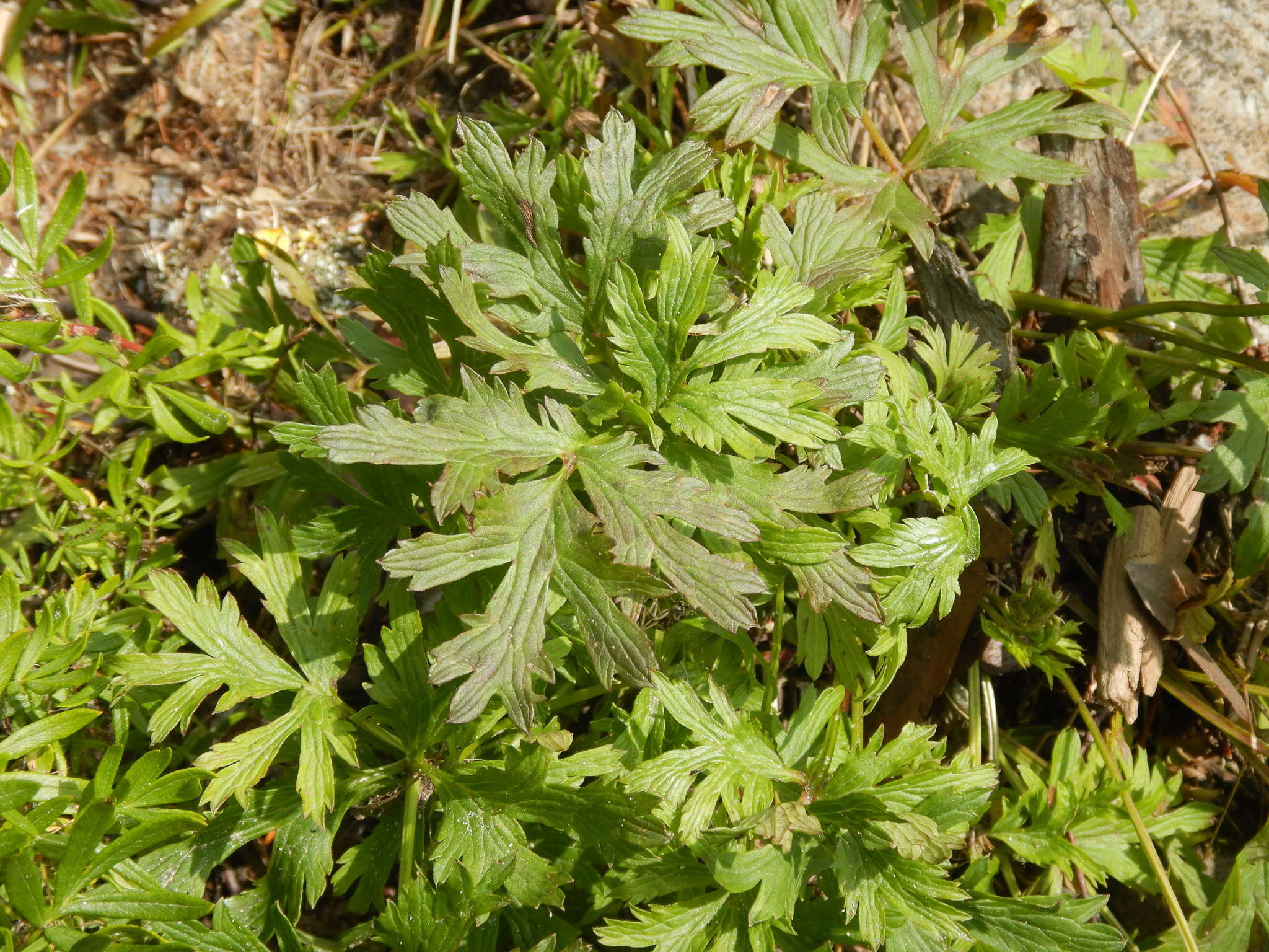 Imagem de Pulsatilla ajanensis Regel & Tiling