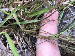 Panicum malacon Nash resmi