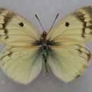 Image of Colias sieversi Grum-Grshimailo 1887