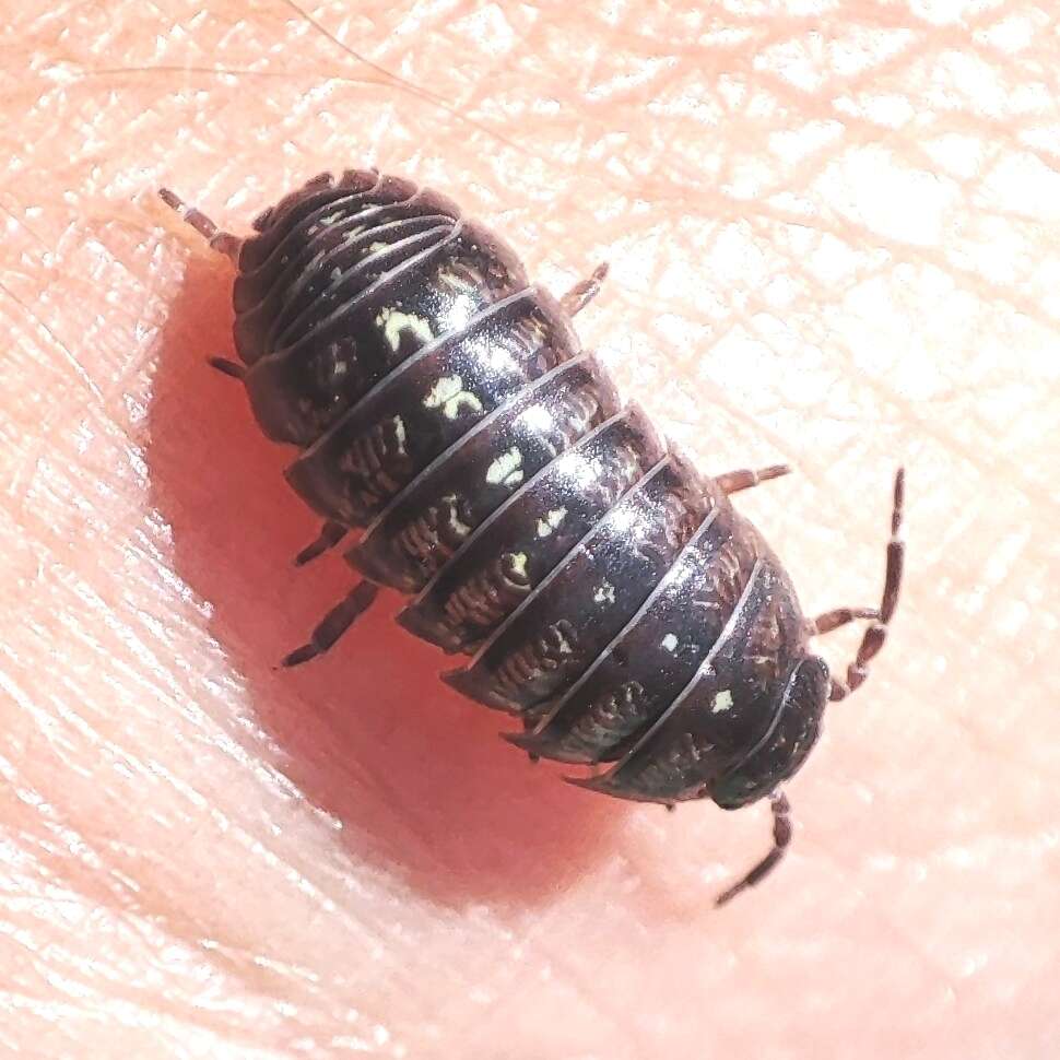 Image of Armadillidium traiani Demianowicz 1932