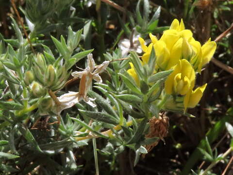 Image of Aspalathus heterophylla subsp. lotoides (Thunb.) R. Dahlgren