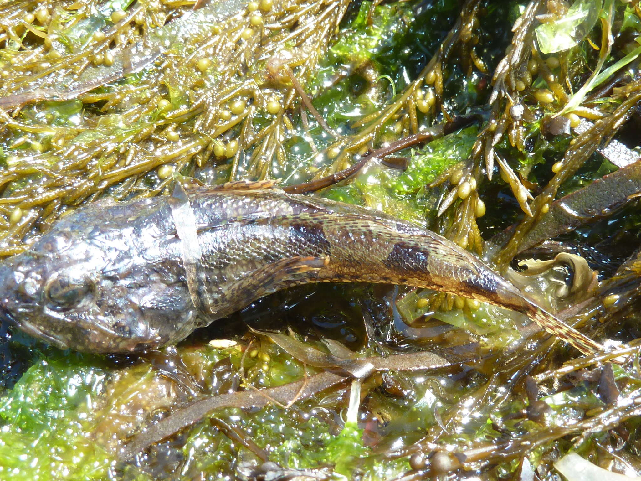 Image of Padded sculpin