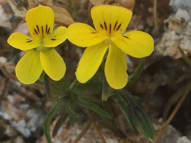 Image of Viola langeana Valentine