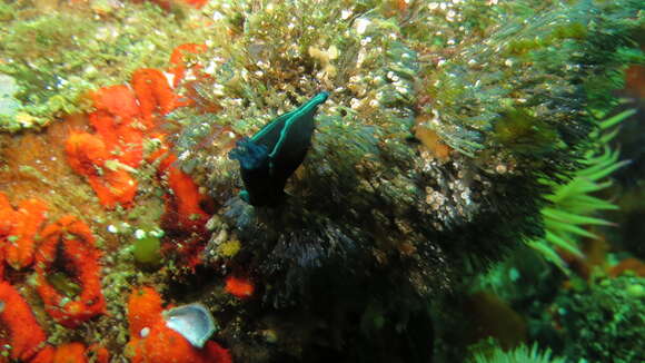 Image of Black nudibranch