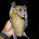 Image of Greenish Naked-backed Fruit Bat