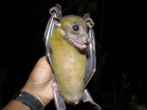 Image of Greenish Naked-backed Fruit Bat