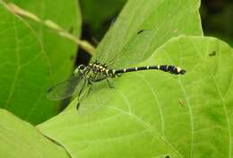 Imagem de Burmagomphus collaris (Needham 1929)