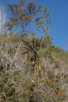 Image of Cordyline indivisa (G. Forst.) Endl.