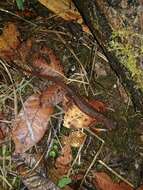 Image of Rough-skinned Newt