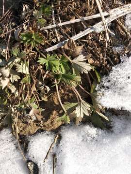 Potentilla collina Wibel resmi