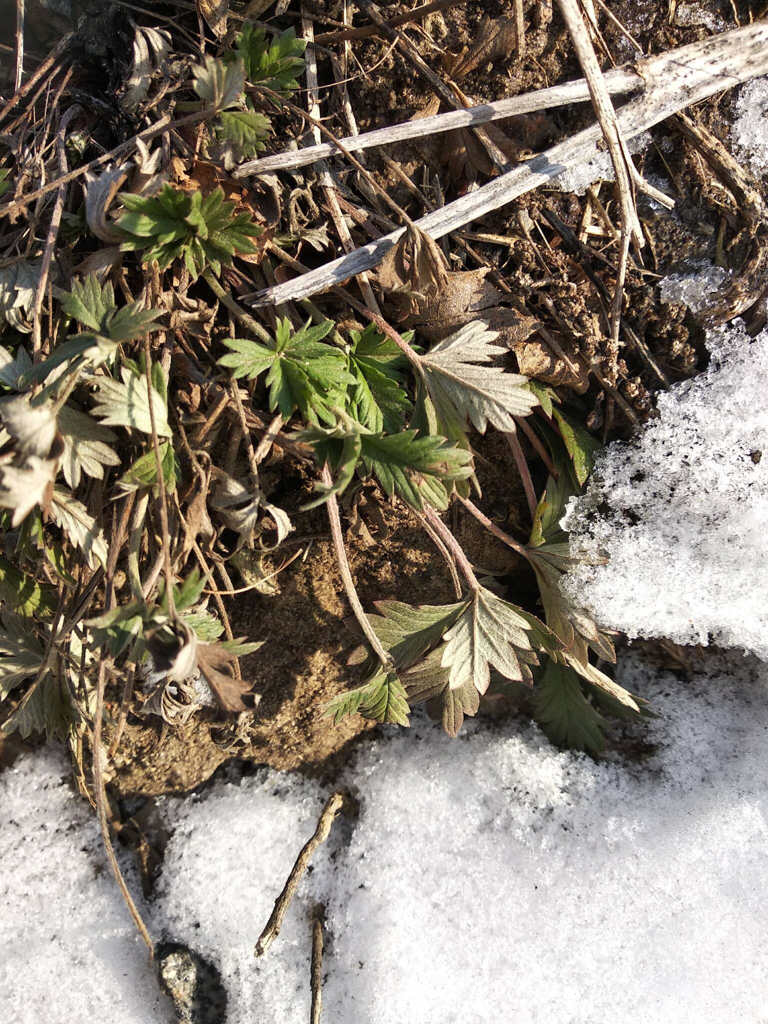 Image of palmleaf cinquefoil