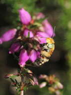 Image de Anthophora bimaculata (Panzer 1798)