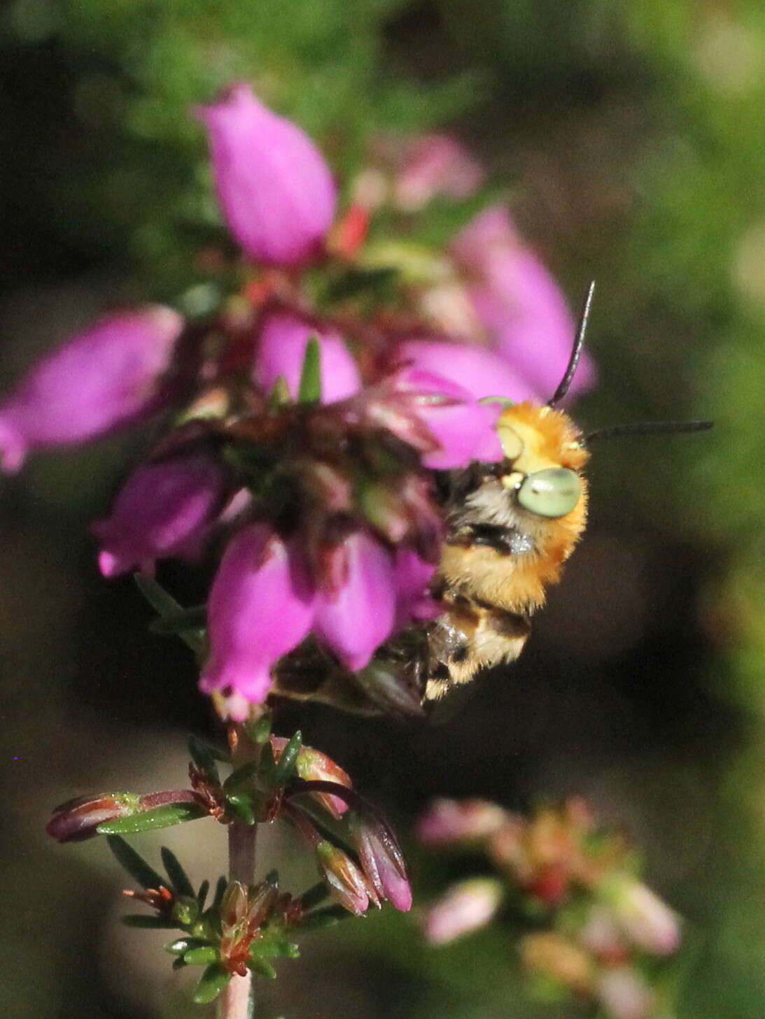 Image of Anthophora bimaculata (Panzer 1798)