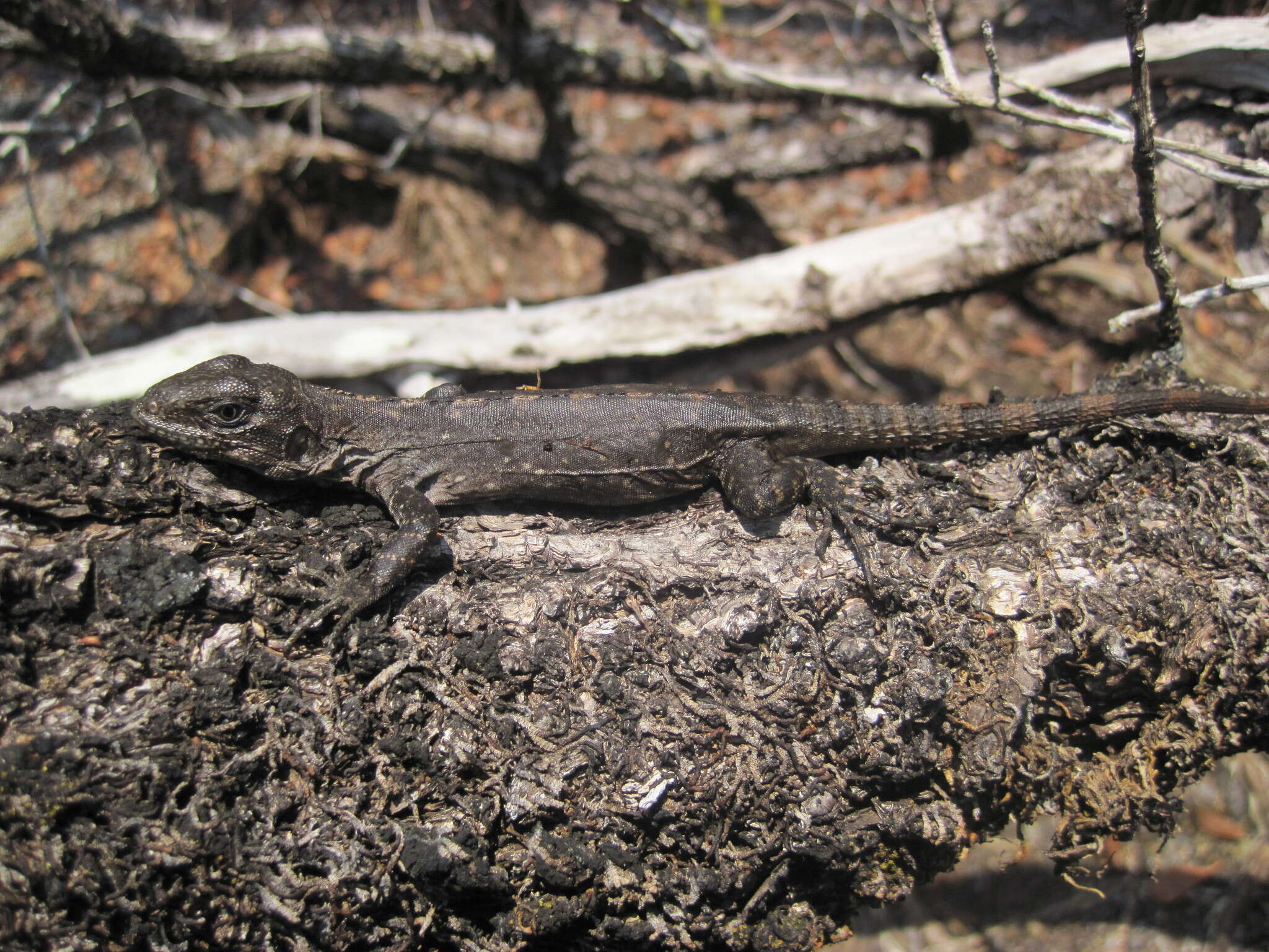 Image of Baker's Spinytail Iguana