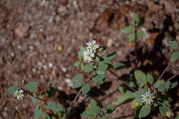 Image of Drymaria holosteoides Benth.