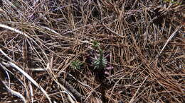 Image of Flagstaff rockcress