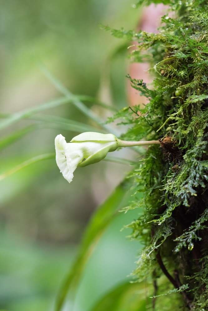 Image of Amphitecna kennedyae (A. H. Gentry) A. H. Gentry