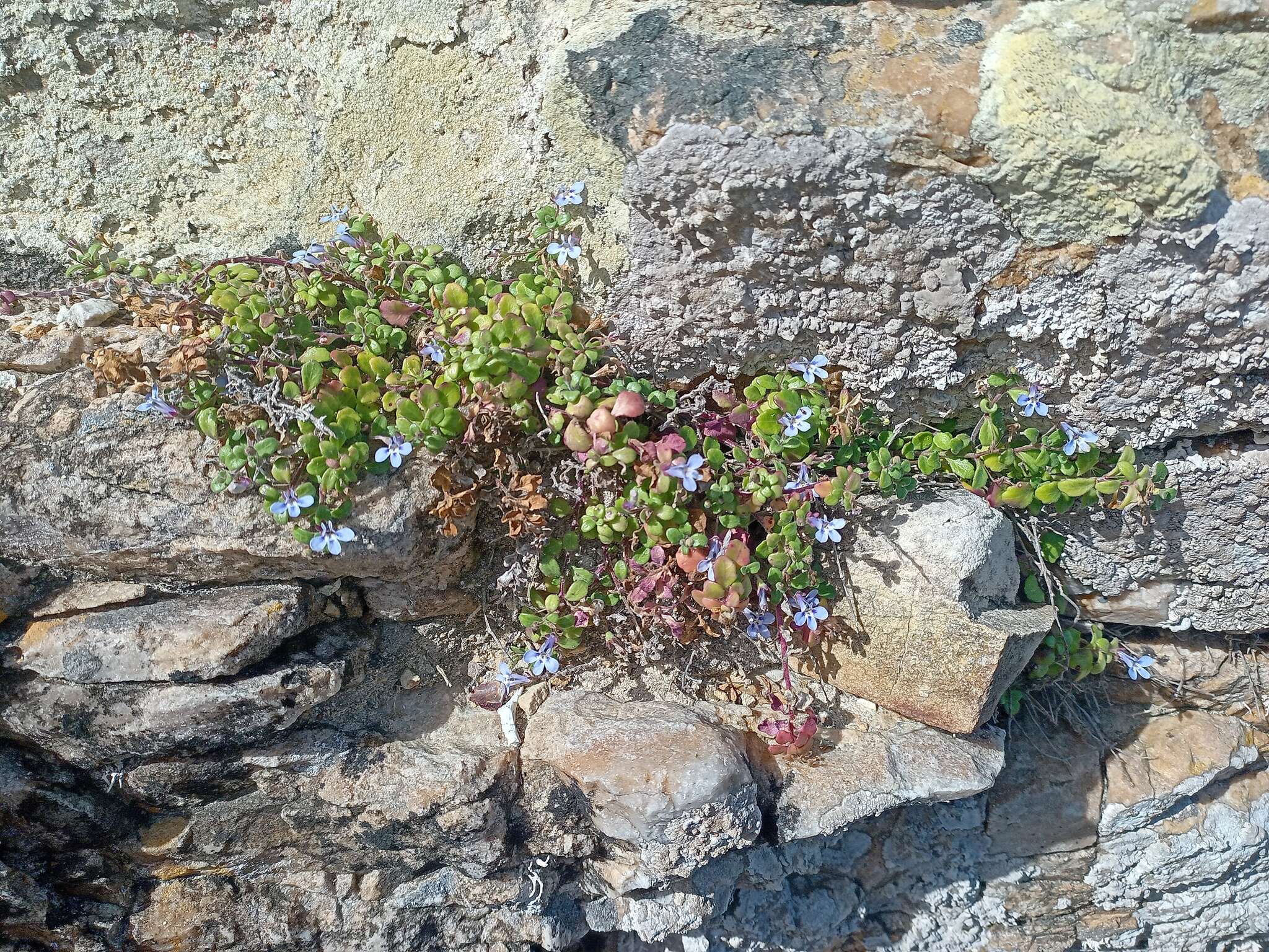 Image de Lobelia boivinii Sond.