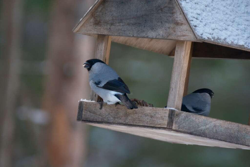 Image of Baikal Bullfinch