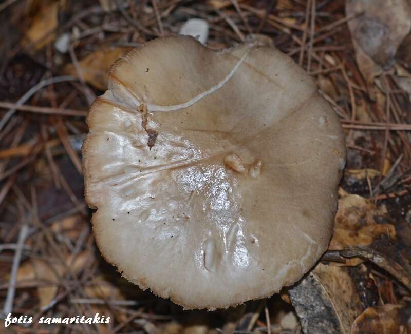 Image of Limacella subfurnacea Contu 1990