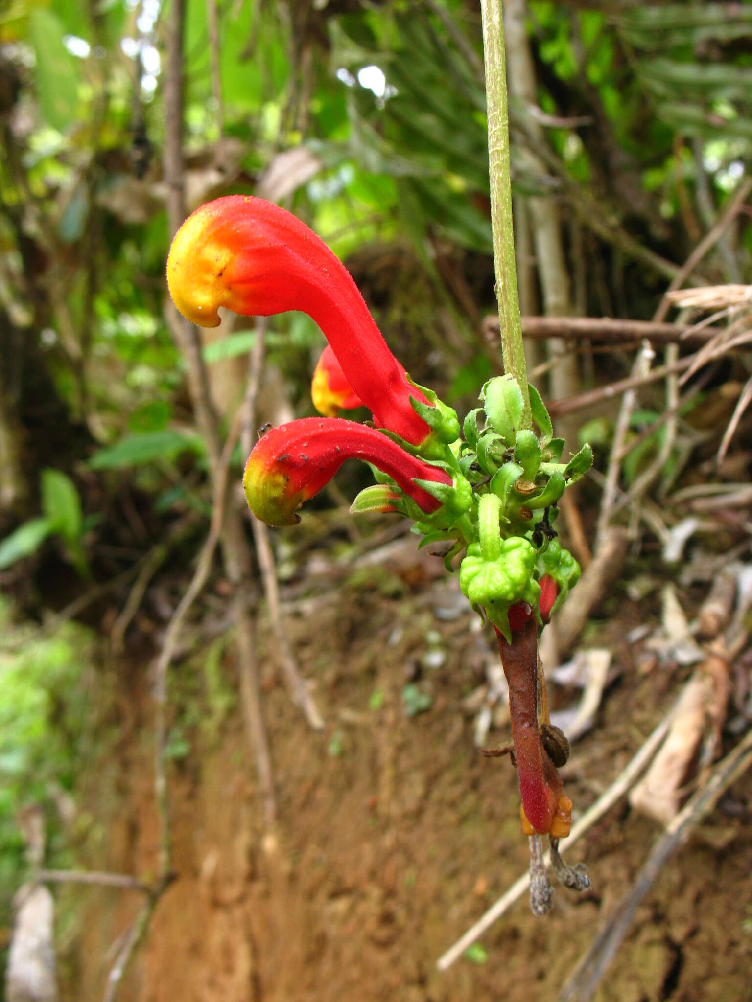 Image of Centropogon granulosus C. Presl