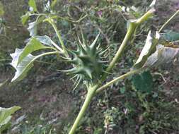 Image de Datura ferox L.