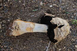 Image of Agaricus deserticola G. Moreno, Esqueda & Lizárraga 2010