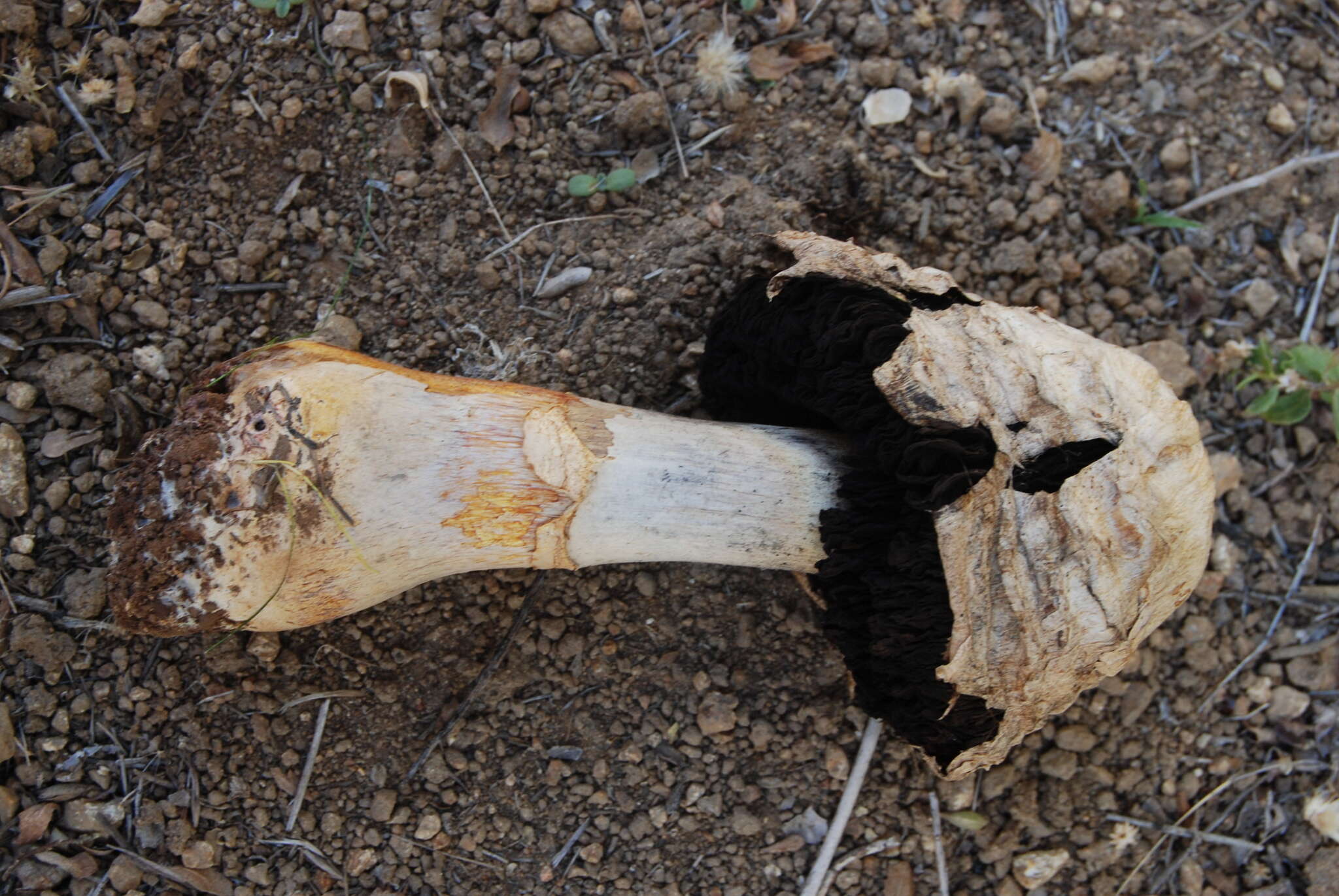 Image of Agaricus deserticola G. Moreno, Esqueda & Lizárraga 2010