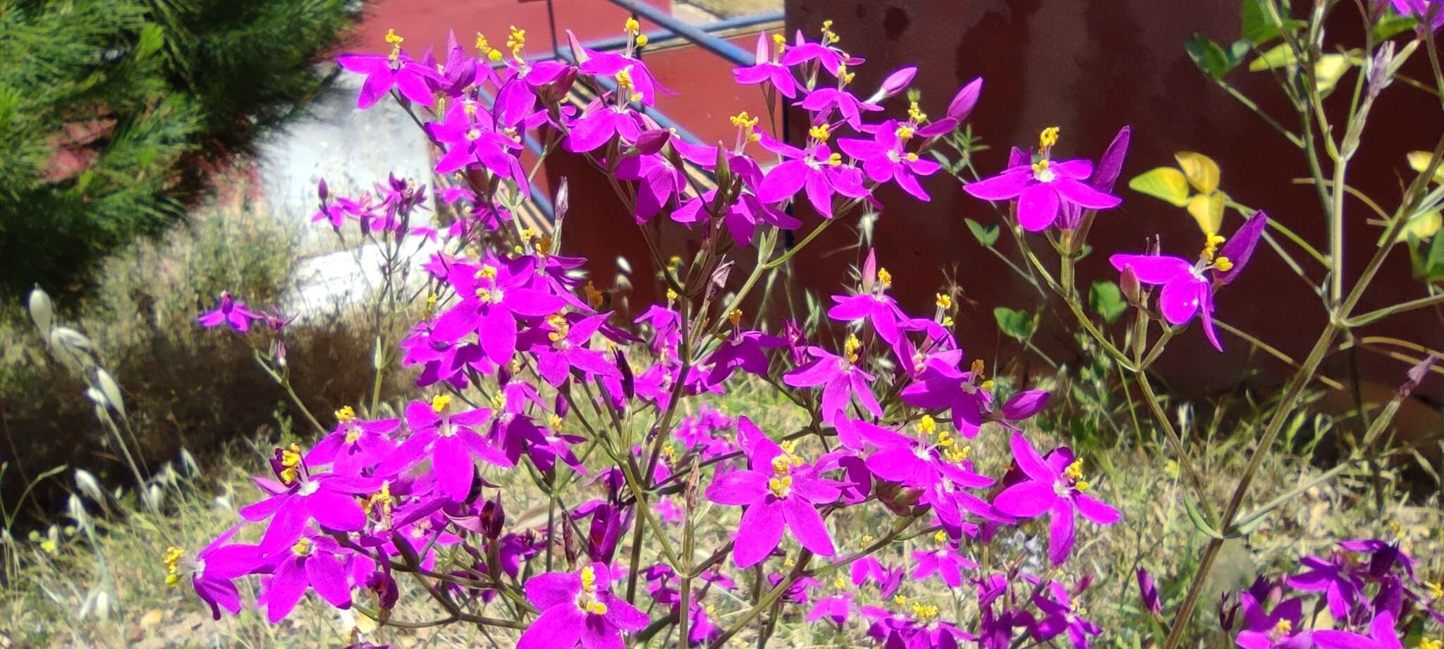 Image of Centaurium grandiflorum subsp. boissieri (Willk.) Z. Díaz