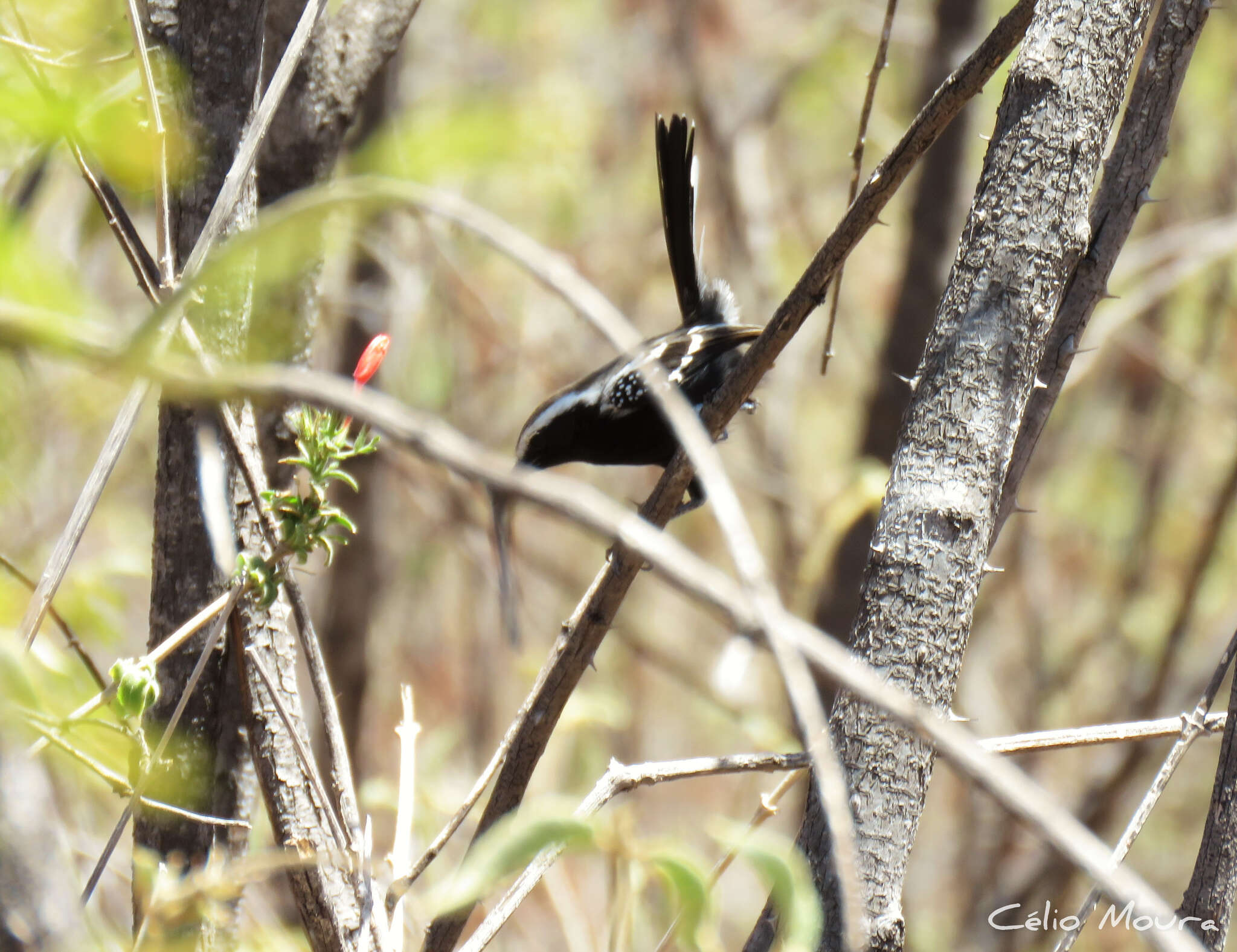 Image of Black-bellied Antwren