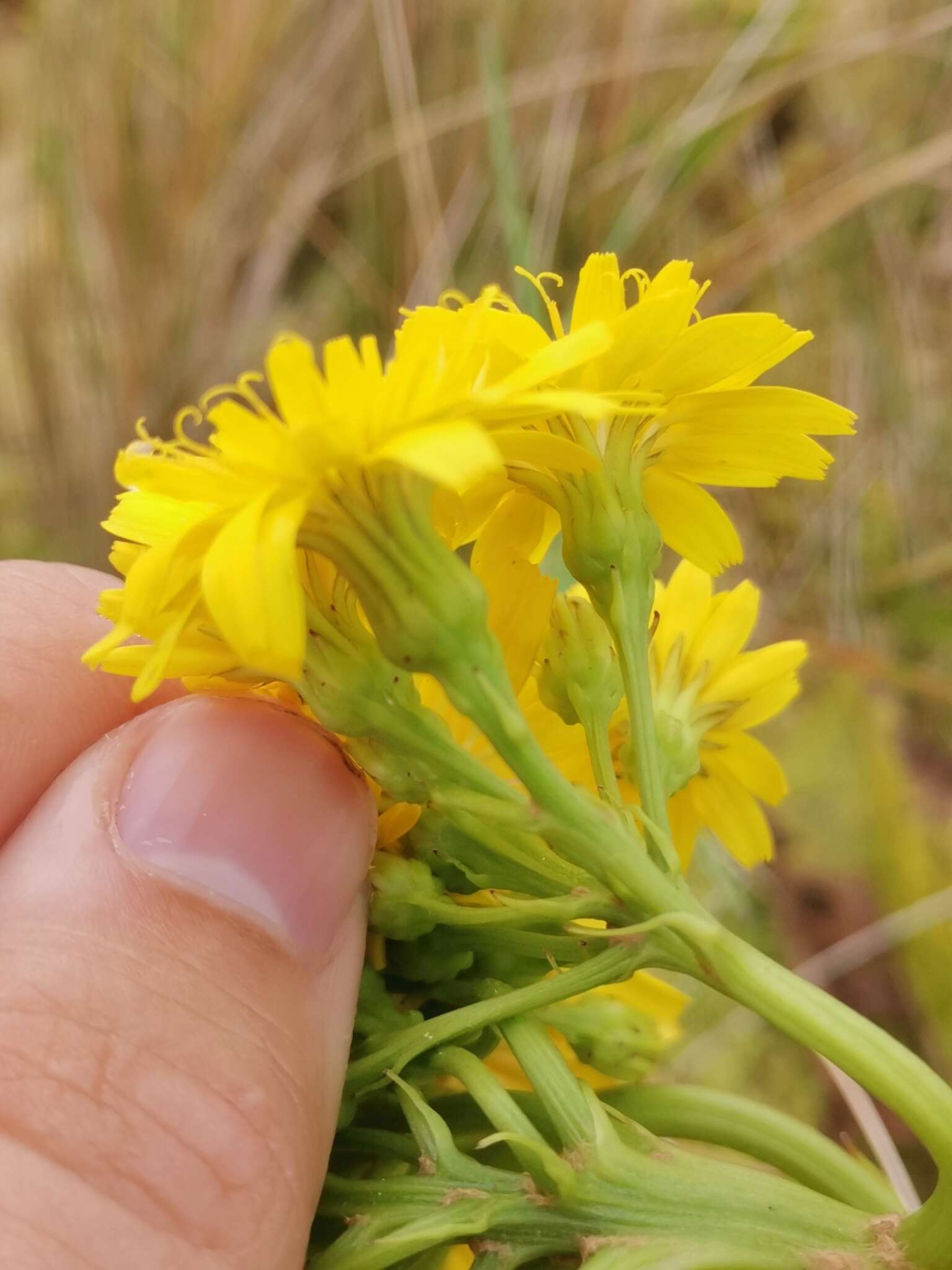 Image of <i>Leontodon hochstetteri</i>