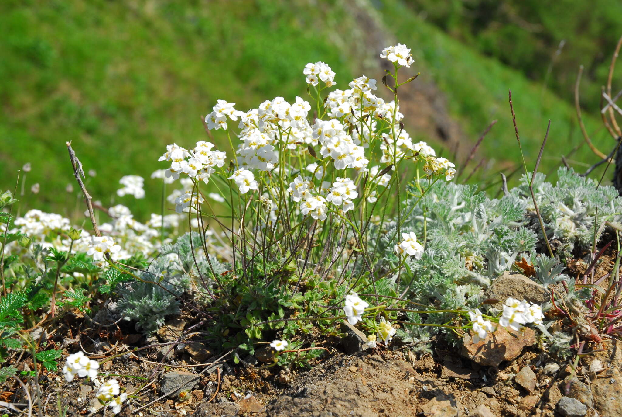 Image of Draba ussuriensis Pohle