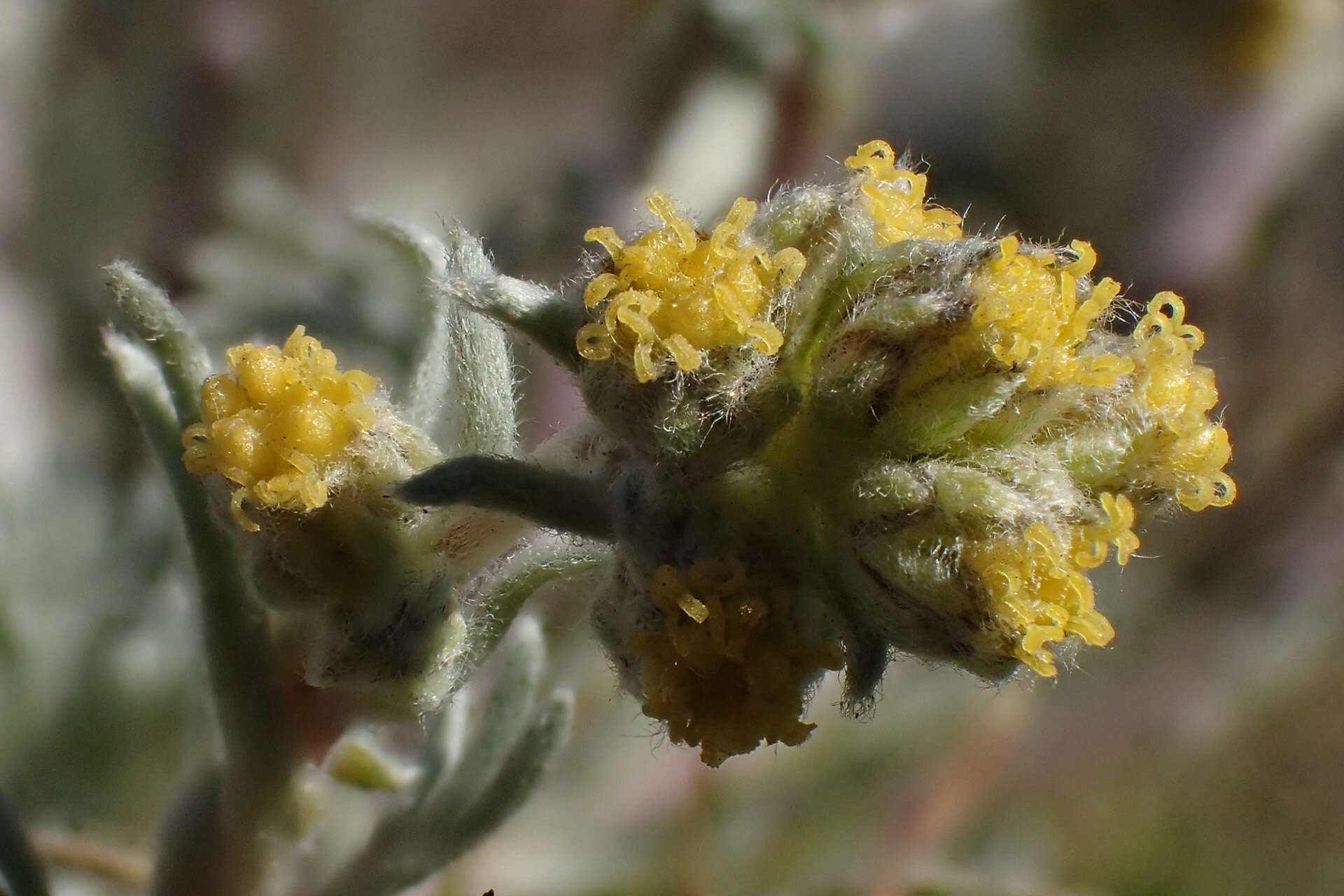 Image of Alpine Wormwood